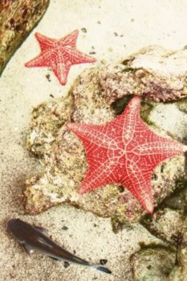 Virus arrasa con estrellas de mar