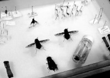 INNOVA La mosca gigante de la madera: la más ‘discreta’ de Panamá