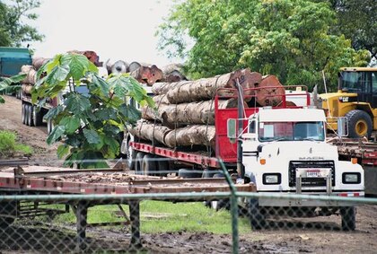 Miambiente aprueba talar árboles en vías de extinción