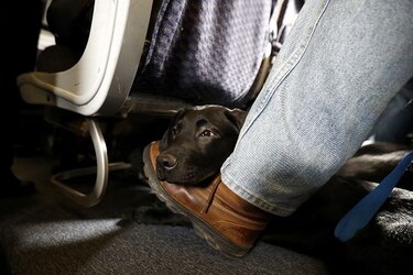 United creará etiquetas para mascotas tras muerte de perro