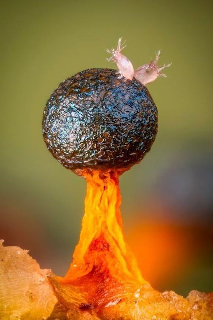 Las imágenes que muestran el microscópico y poco conocido mundo de los mohos deslizantes