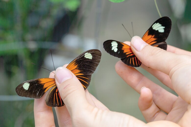 Las mariposas y su capacidad de imitación
