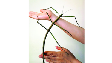 DESCUBREN EL INSECTO MÁS LARGO DEL MUNDO