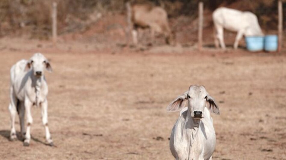Plan de rescate al agro en Azuero desde 2020