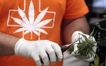 Cosechan legalmente marihuana para enfermos de cáncer