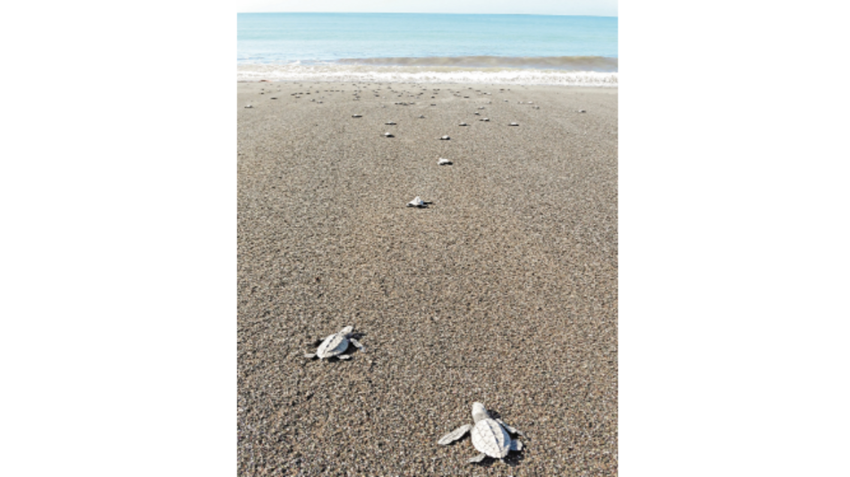 Peligro de extinción