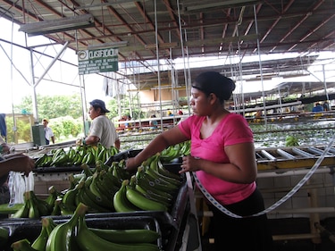 Asamblea revive proyecto para pensionar a extrabajadores bananeros, pero sin base económica