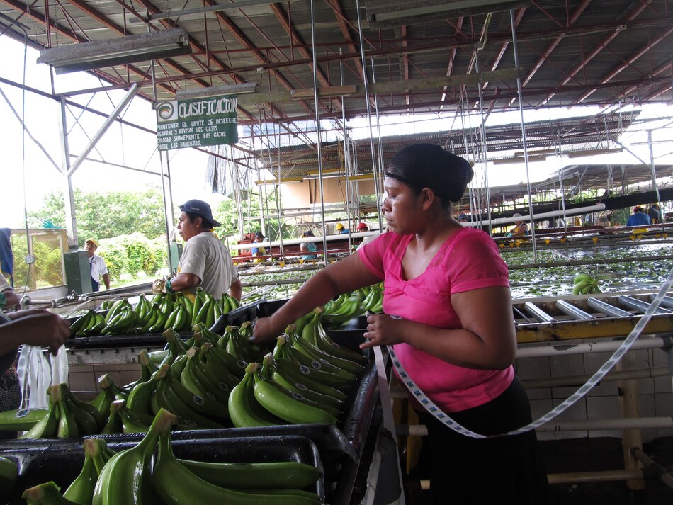 Asamblea revive proyecto para pensionar a extrabajadores bananeros, pero sin base económica