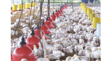 China impone aranceles a pollo de engorde de Brasil