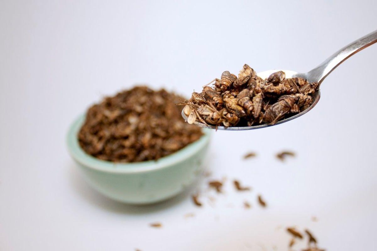 El consumo de insectos como una alternativa nutricional en Panamá