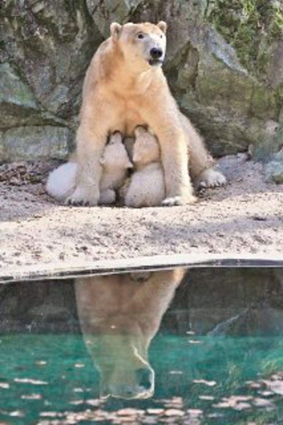 Prevén extinción del oso polar para 2050