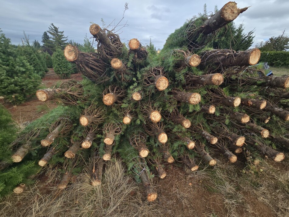 Personal de Cuarentena Agropecuaria inspecciona arbolitos de Navidad en Estados Unidos antes de su envío a Panamá