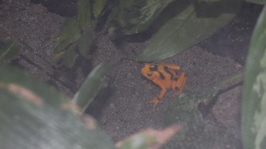 Un festival dedicado a la conservación de la rana dorada