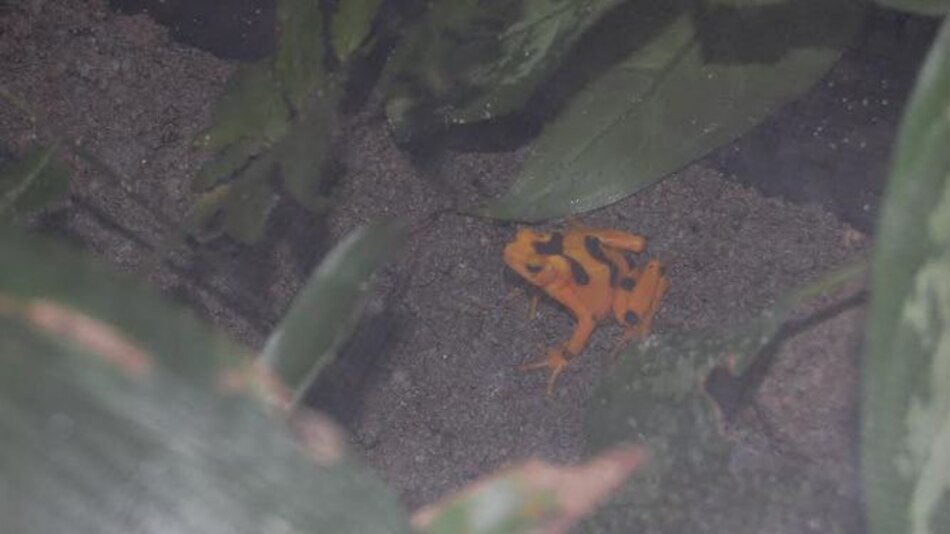 Un festival dedicado a la conservación de la rana dorada