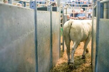 Caen exportaciones ganaderas en Nicaragua