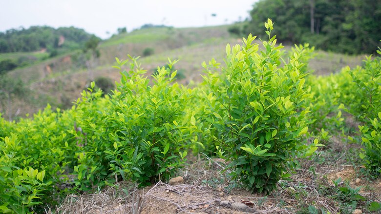 Los rostros del hambre tras la crisis de la coca en Colombia