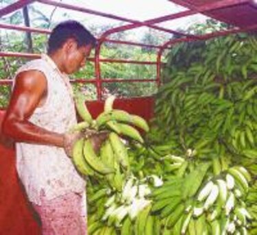 Los plátanos son de Chiriquí