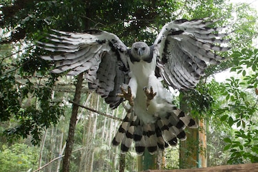 Fallece un águila arpía por múltiples disparos de perdigones en el noreste de Colombia