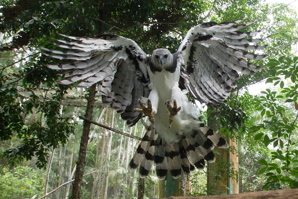Fallece un águila arpía por múltiples disparos de perdigones en el noreste de Colombia
