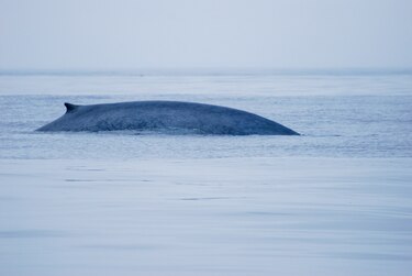 Así se protege el hábitat de los mamíferos marinos