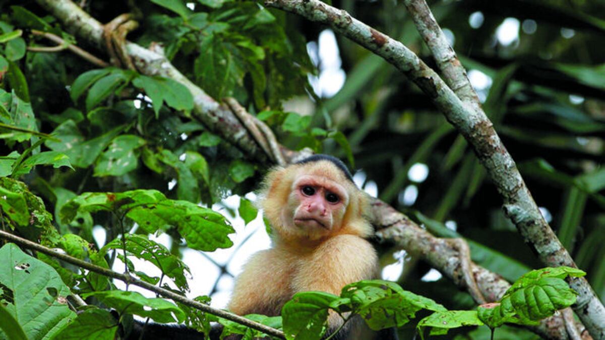 La Fundación Pro-Conservación de los Primates Panameños trabaja por la protección de estos mamíferos.