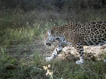 Descubren en México colonia de jaguares en peligro de extinción