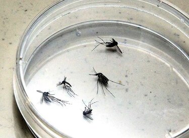 Oenegé y oposición alertan de aumento de malaria en Venezuela