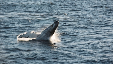 Ballenas y delfines, aliados contra el cambio climático aunque continúan bajo amenaza