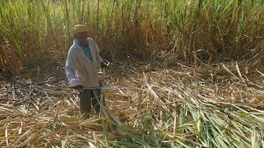Se retrasa la exportación de miel de caña hacia España