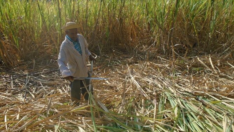 Se retrasa la exportación de miel de caña hacia España