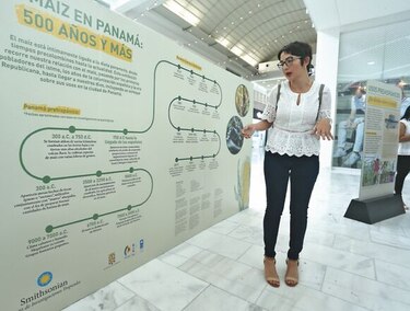 La ruta dorada del maíz en Panamá y el mundo