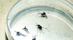 La lucha para combatir el dengue y otros virus