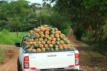 La piña panameña: el secreto tropical más dulce del mundo