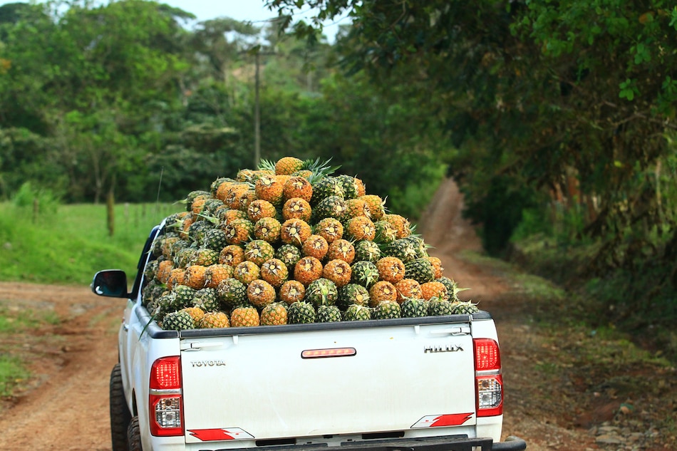 La piña panameña: el secreto tropical más dulce del mundo