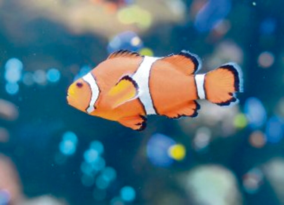 Peces payaso sí nadan como ´Nemo´