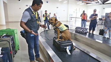 A la caza de plagas y virus en aeropuertos