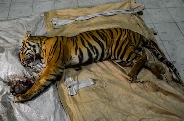 Hallan muerto un tigre de Sumatra, víctima probablemente de un cazador