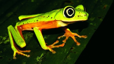 Por la conservación de los anfibios