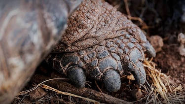 Las imágenes de las fascinantes especies del nuevo atlas de las islas Galápagos