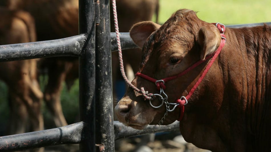Mida emite alerta sanitaria ante brote de fiebre aftosa en Colombia