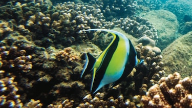 Parque Nacional Coiba: ¿una joya ecológica en peligro?