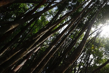 ‘Yo cuido la naturaleza de mi país’
