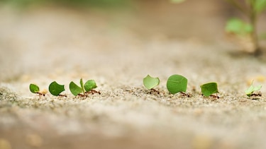 5 formas en las que los insectos toman decisiones y resuelven problemas