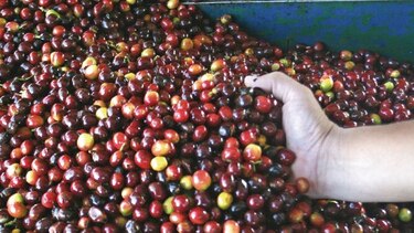 Exportadores participarán en vitrina comercial de Seúl
