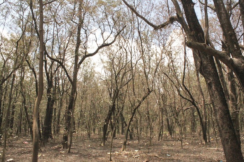 Manglares de Juan Díaz empiezan a recuperarse