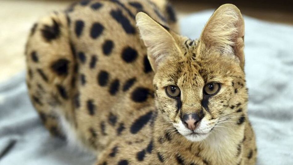 Capturan felino parecido a guepardo en Pensilvania