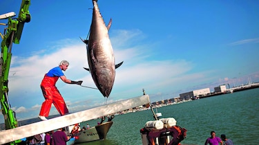 Discuten cuotas límite de pesca