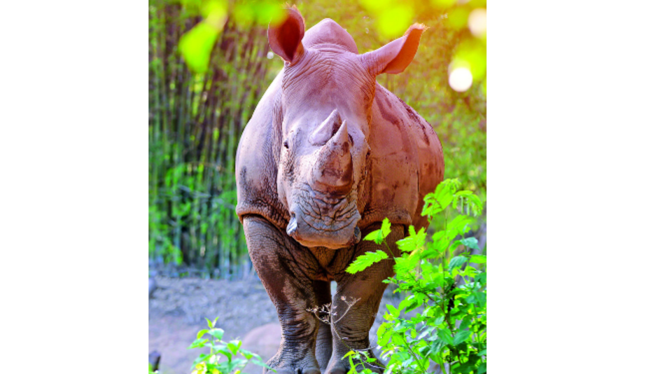 Extinción masiva de animales se acelera