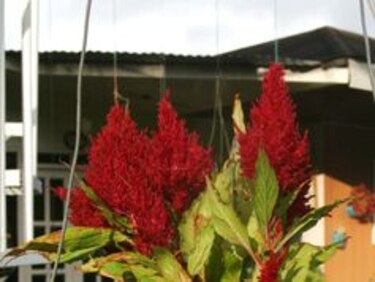 Todo listo para la Feria de las Orquídeas en Boquete que se inaugura hoy