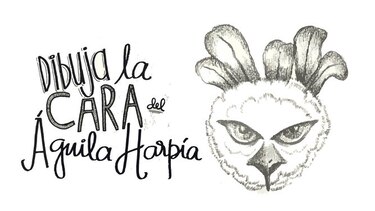 Hoy se conmemora el Día Nacional del Águila Harpía